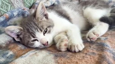 Şirin gri ve beyaz kedi yavrusu battaniyeye uzanıyor ve yavaşça uykuya dalıyor. Sevimli hayvanlar. Evcil hayvanlar için sağlık kavramı