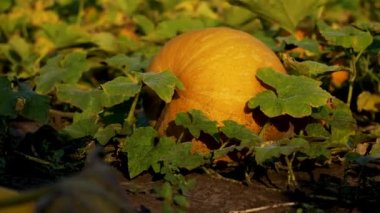 Bahçe yatağındaki yaprakların arasında olgun bir portakal kabağı yatıyor. Organik sebze yetiştirme, balkabağı. Cadılar Bayramı için hazırlanılıyor