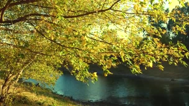 一棵黄得发黄的树在蓝水湖面上生长 黄叶的树枝弯曲在水面上 金秋风貌 — 图库视频影像