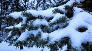 Beyaz kar parktaki bir ladin ağacının yeşil dallarında yatar. Kar yağışı. Karlı bir kış günü sahnesi. Noel