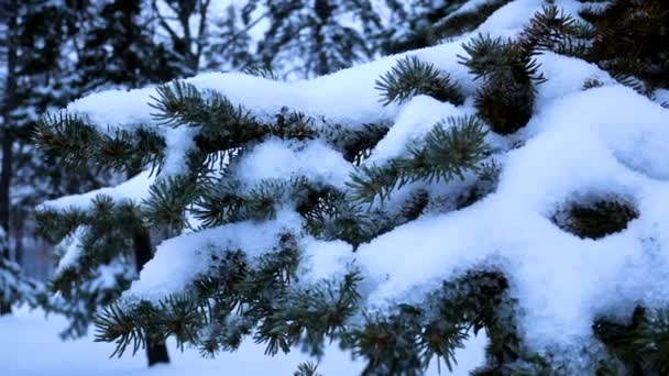 白い雪は公園のスプルースツリーの緑の枝の上にあります スノーフォール 雪の降った冬の日 クリスマス — ストック動画