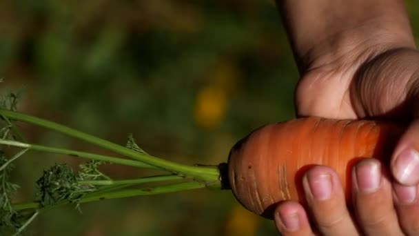 Cenouras Com Folhas Uma Mão Crianças Contra Fundo Vegetação Jardim — Vídeo de Stock