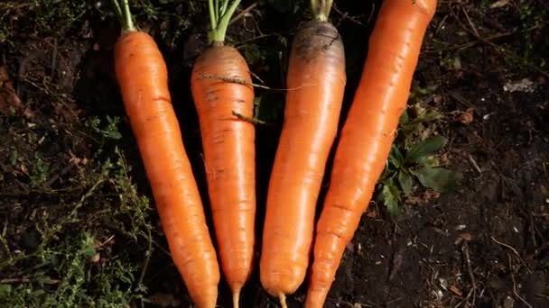 Recién Excavado Las Zanahorias Molidas Jardín Panorama Cosechando Zanahorias Verduras — Vídeos de Stock