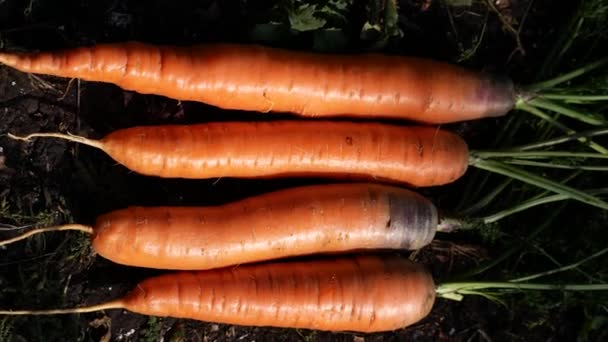 Рытая Морковь Лежит Земле Вместе Верхушками Панорама Выращивание Сбор Моркови — стоковое видео