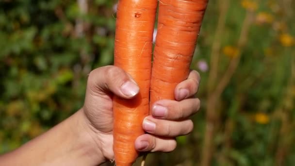 Δύο Φρεσκοσκαμμένα Πορτοκαλί Καρότα Ένα Γυναικείο Χέρι Στο Φόντο Του — Αρχείο Βίντεο