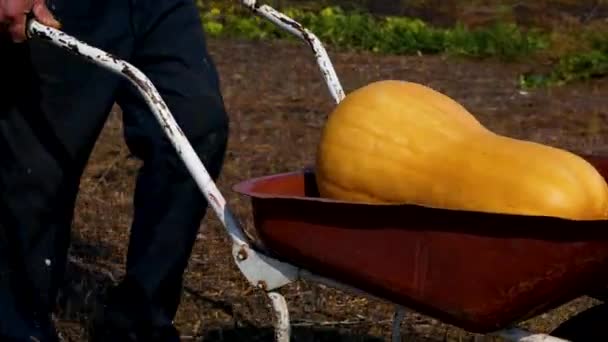 農家は重くて熟した巨大なオレンジ色のカボチャを車輪に巻き込む 野菜を育てる 秋にカボチャを収穫する — ストック動画