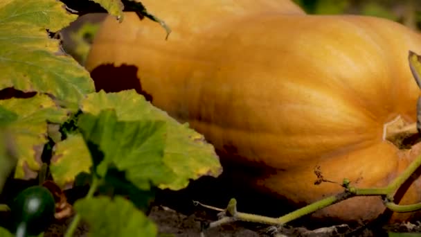 Une Grande Citrouille Orange Mûre Trouve Dans Jardin Parmi Les — Video
