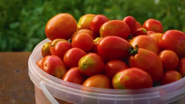 정원에서 침대의 배경에 물통에 토마토의 토마토를 수확합니다 유기농 야채를 — 비디오