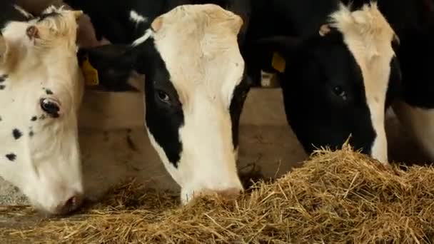 酪農場の牛は干し草を食べている 農民は牛を通過する 牛の繁殖について 農場での牛乳 乳製品生産のコンセプト — ストック動画