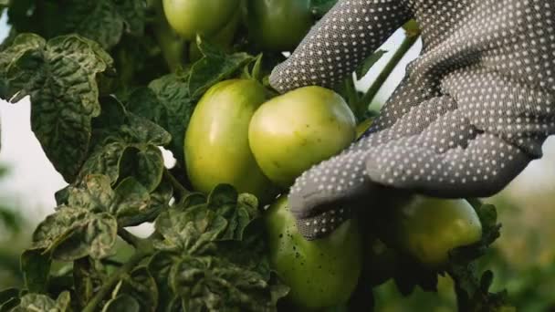 Agriculteur Vérifie État Tomate Verte Sur Buisson Dans Jardin Prend — Video