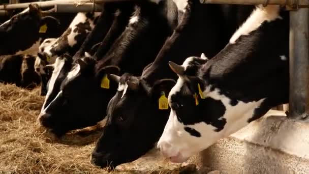 農場の黒と白の牛の多くは ペンで干し草を食べることに満足しています ファーム 有機ミルクの生産 — ストック動画