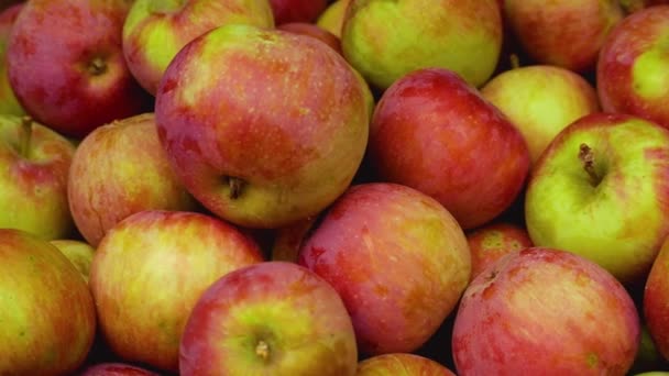 庭の箱の中の赤い熟したリンゴがたくさん パノラマ リンゴを収穫する 甘いビタミンデザート ヘルシーなスナック — ストック動画