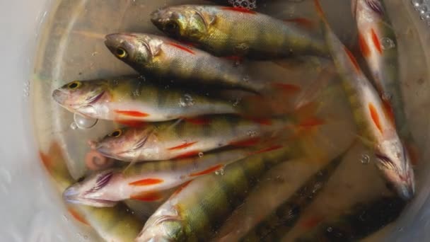 Muitos Peixes Recém Capturados Balde Poleiro Captura Peixes Fluviais Pesca — Vídeo de Stock