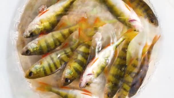 新捕获的栖木在一桶水中飞溅 在湖上钓鱼 自然保护和反偷猎的概念 河鱼作为一道菜式 — 图库视频影像