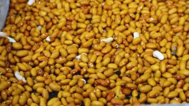 Kutuda bir sürü kahverengi ve beyaz fasulye var. Panorama. Baklagillerin yetiştirilmesi ve hasat edilmesi. Legumes diyette, mutfakta.