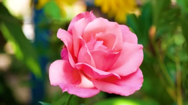 Бледно Розовый Цветок Цветущей Розы Саду Красивый Нежный Цветочный Фон — стоковое видео