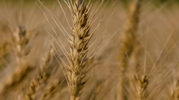 Zralé Žluté Ucho Pšenice Pozadí Pšeničného Pole Zrání Sklizeň Pšenice — Stock video