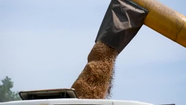 収穫した小麦の穀物は コンバインからトラックの背面に注がれます 夏に小麦の穀物を収穫する — ストック動画