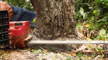 Bir oduncu ormanda bir ağacı testereyle kesiyor. Hijyenik orman tahribatı kavramı. Yakacak odun topluyorum.