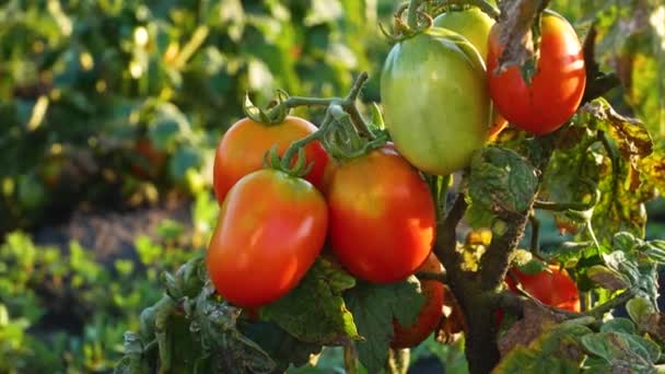 Tomates Maduros Verdes Arbusto Jardín Panorama Cultivando Tomates Campo Abierto — Vídeos de Stock
