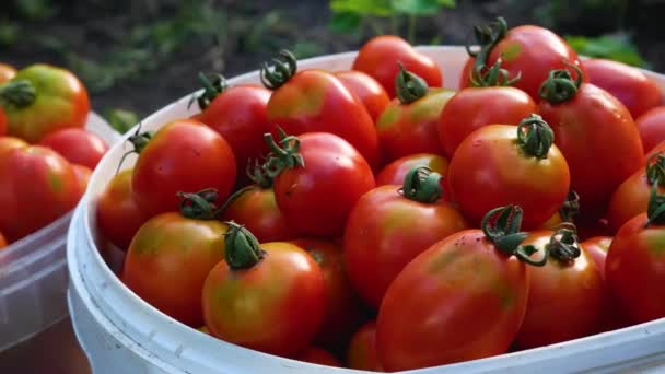 Tomates Vermelhos Maduros Recém Colhidos Balde Contra Fundo Camas Verdes — Vídeo de Stock