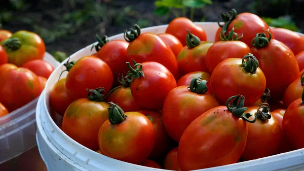 Tomates Vermelhos Maduros Recém Colhidos Balde Contra Fundo Camas Verdes — Fotografia de Stock