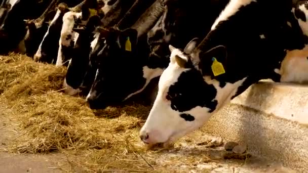 農場の黒と白の牛が干し草を食べている 牛を育て 酪農場で牛乳を生産する — ストック動画