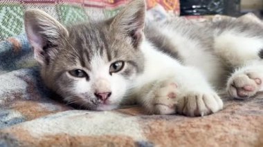 Sevimli yerli gri kedi yavrusu kanepede uzanıyor ve uykulu bir bakışla etrafına bakıyor. Evcil hayvanlara bakmak. Şirin kedicikler.
