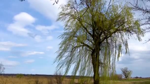 Одинокая Разрастающаяся Ива Голубом Небе Концепция Безмятежного Состояния Фоне Дикой — стоковое видео