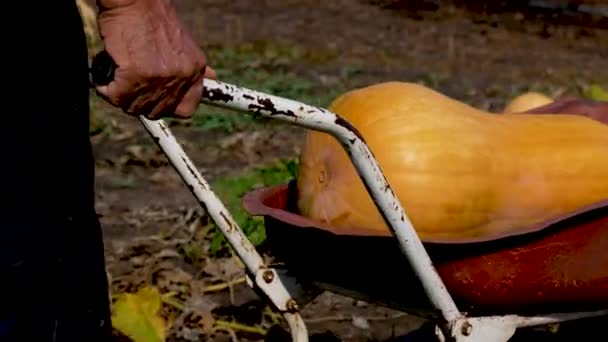 Rolnik Toczy Ciężką Dojrzałą Wielką Pomarańczową Dynię Taczce Hoduję Warzywa — Wideo stockowe