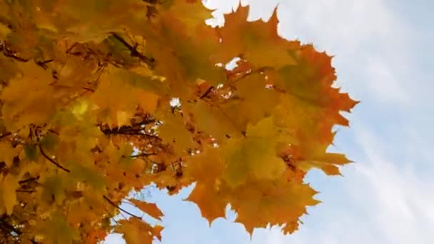 Κλάδοι Σφενδάμου Κίτρινα Φύλλα Μπλε Φόντο Του Ουρανού Χρυσή Φθινοπωρινή — Αρχείο Βίντεο