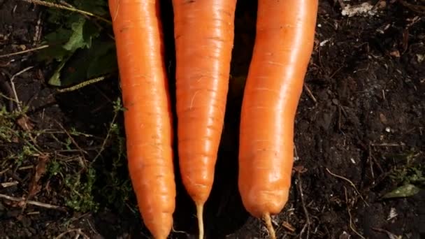 정원에 꼭대기와 신선하게 당근을 재배하고 수확합니다 다이어트에 건강한 적절한 — 비디오