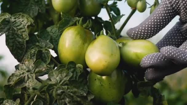 庭で茂った緑のトマト 認識できない農家がトマトに触れ その状態をチェックします トマト成長するコンセプト 病気や害虫からの植物の保護 — ストック動画