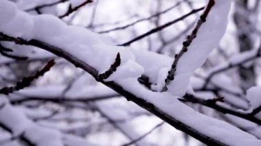 Ağaç dallarında beyaz pofuduk kar. Karlı kış sahnesi. Noel Ormanı