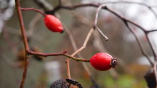 Rote Beeren Von Reifen Hagebutten Auf Blattlosen Zweigen Späten Regnerischen — Stockvideo
