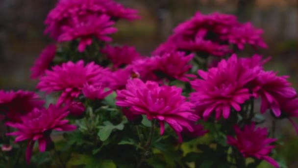 Burgundské Chryzantémy Zahradě Pozdní Podzimní Květiny Podzimní Scéna — Stock video