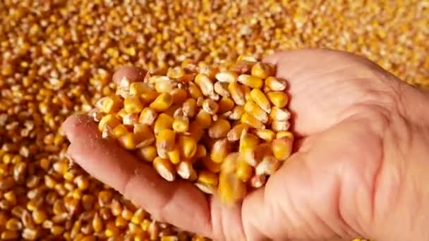 Витягніть Кукурудзяні Ядра Вашої Руки Вирощування Органічної Кукурудзи Кукурудзяна Крупа — стокове відео