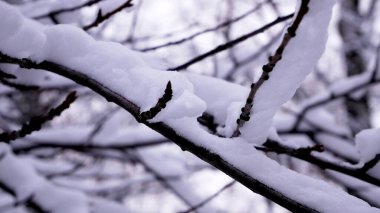 Ağaç dallarında beyaz pofuduk kar. Karlı kış sahnesi. Noel Ormanı