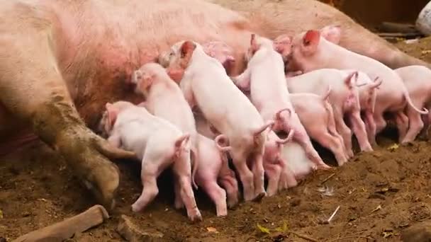 许多小红猪都喝撒谎猪的母乳 在农场内饲养和饲养猪 — 图库视频影像