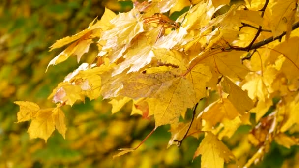 Żółty Klon Powoli Kołysze Się Wietrze Tle Drzew Złota Jesień — Wideo stockowe