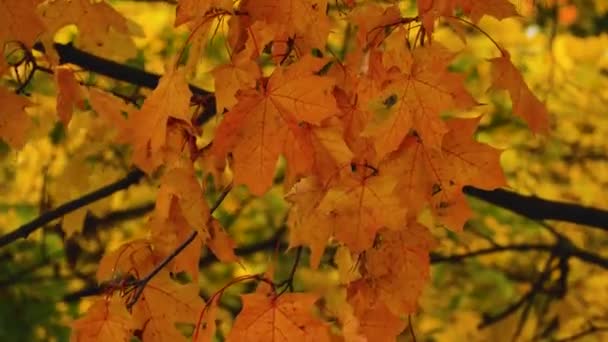 Красный Желтый Кленовые Листья Колеблются Ветру Осенний Яркий Пейзаж Парке — стоковое видео
