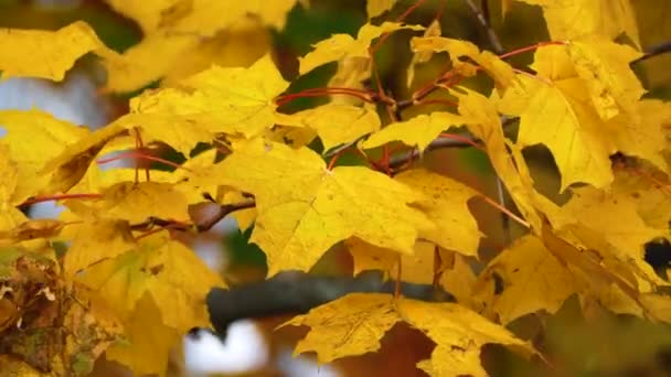 Żółty Klon Kołysze Się Wietrze Zbliżenie Złota Jesień Parku Spokojna — Wideo stockowe