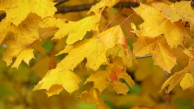 Sarı sonbahar akçaağaç yaprakları parkta rüzgarda sallanıyor. Sakin sonbahar havası. Hint yazı. Altın Sonbahar. Sonbahar meditasyonu.