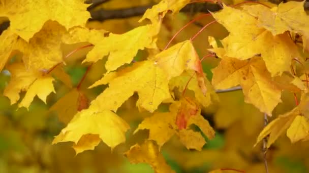 Κίτρινα Φύλλα Σφενδάμου Του Φθινοπώρου Αιωρούνται Στον Άνεμο Στο Πάρκο — Αρχείο Βίντεο
