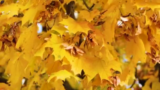Желтые Кленовые Листья Раскачиваются Сильном Ветре Октябре Осенняя Погода Парке — стоковое видео