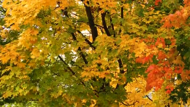 Large Autumn Maple Tree Yellow Red Leaves Colorful Autumn Colors — Stock Video