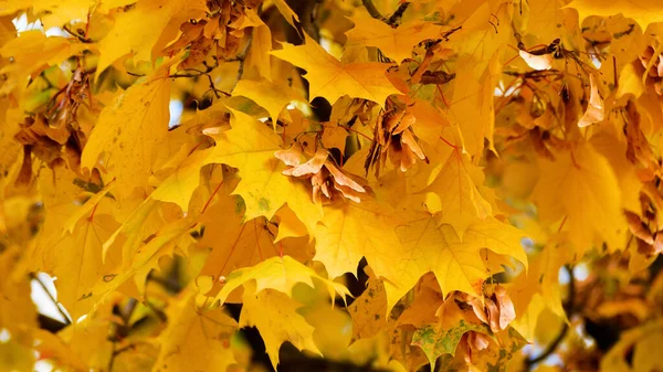 Yellow autumn maple leaves swaying in the wind in the park. Calm autumn weather. Indian summer. Golden Autumn. Autumn meditation.
