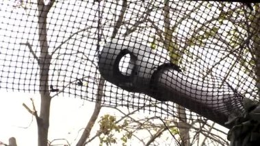 Kharkiv, Ukrayna - 15 Ekim 2023: Atış sırasında topun namlusu ve namlusu. Silahın namlusu ve namlusu kamuflaj örgüsüyle korunuyor. Yakın plan. Gerçek bir savaş. Rus-Ukraynalı