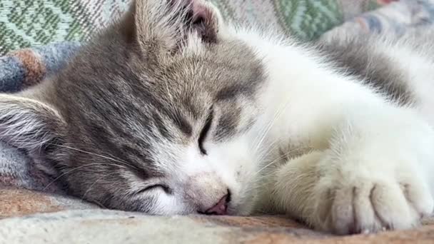 毛布の上で寝ているかわいい灰色と白い子猫 ペットの世話 クローズアップ — ストック動画