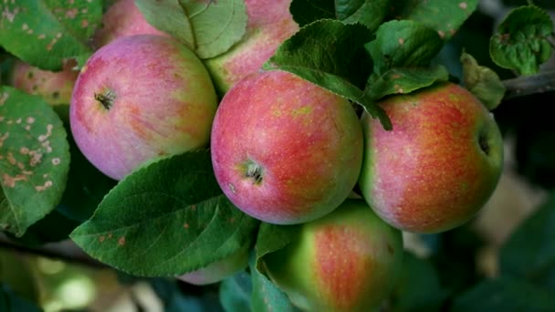 大的成熟多汁的红色苹果挂在花园里苹果树的枝头上 在果园收获苹果 种植有机苹果 垂直录像 — 图库视频影像